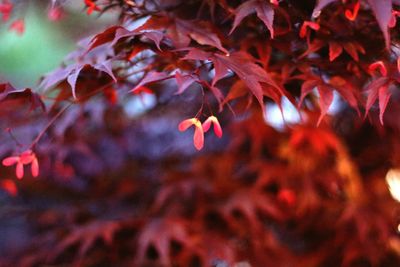 Close-up of red maple leaves in water