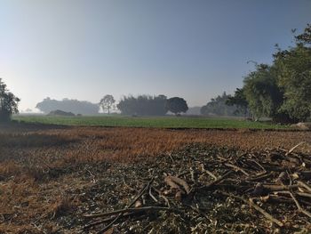Scenic view of field against clear sky