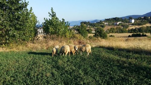 Sheep grazing on field against clear sky