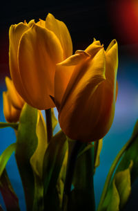 Close-up of yellow tulip