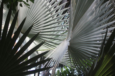 Low angle view of palm tree