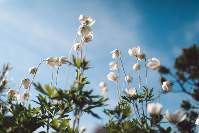 Close-up of white flowering plants against sky