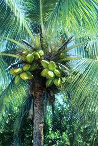 Low angle view of palm tree