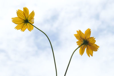 Low angle view of yellow flowering plant against sky