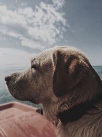 Close-up of dog looking at sea shore