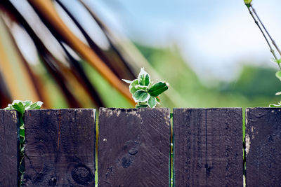 Close-up of green leaves on plant