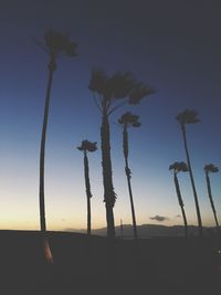 Low angle view of palm trees against sky