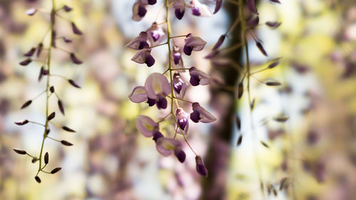 Close-up of purple flowering plant