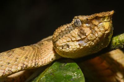 Close-up of lizard
