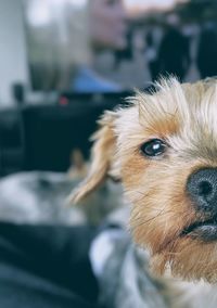 Close-up of dog looking away