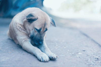 Close-up of a dog sleeping