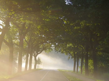 Road passing through trees