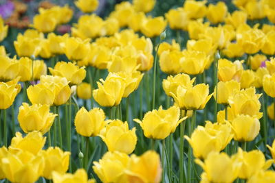 Close-up of fresh yellow flowers blooming in field