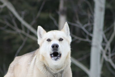 Close-up portrait of dog on grass