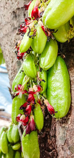 Close-up of green chili peppers on plant