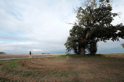 Trees on field against sky