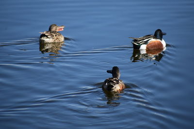 Duck swimming in lake