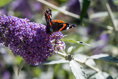 Close-up of butterfly pollinating on purple flower