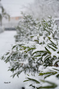 Close-up of snow on tree