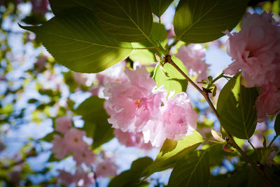 Close-up of pink cherry blossoms in spring