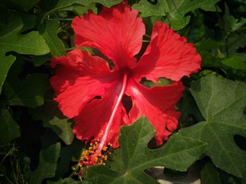 Close-up of red hibiscus flower