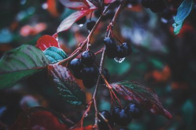Close-up of wet berries growing on tree