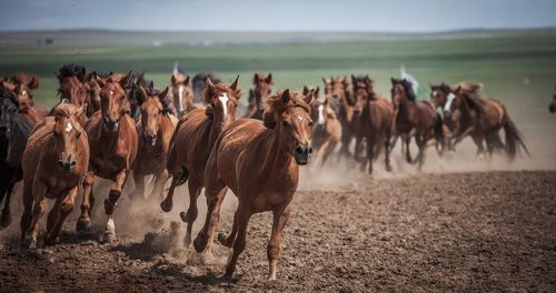 Panoramic view of horses on field against sky