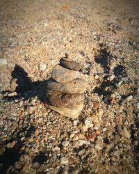 High angle view of shells on sand