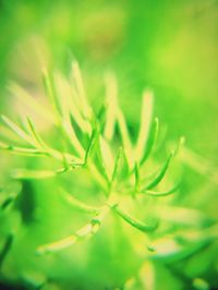 Close-up of plant growing on field