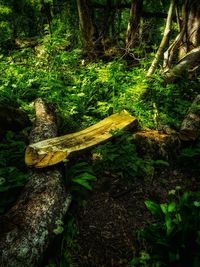 View of a tree in forest