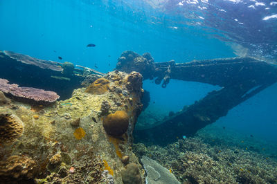 High angle view of man swimming in sea