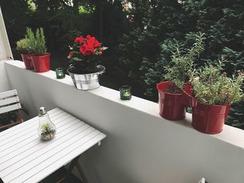 Potted plants on table