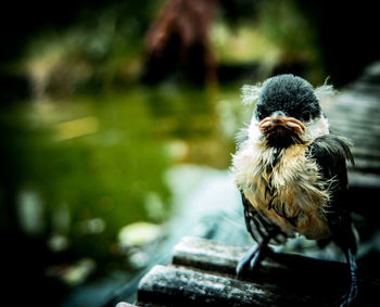 Close-up of wet bird at lake