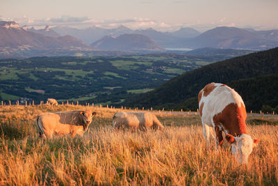 Bovine capture - haute-savoie, france