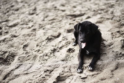 High angle view of black dog on sand at beach