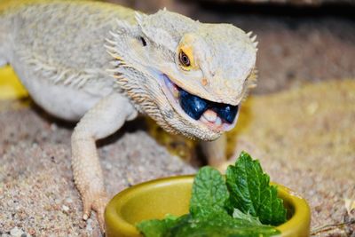 Close-up of lizard