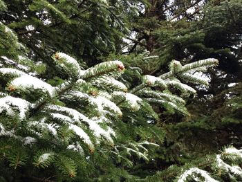 Low angle view of trees