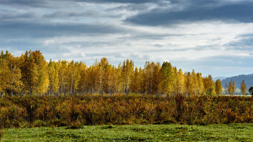 Scenic view of trees growing on field against sky