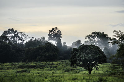 Trees in forest against sky