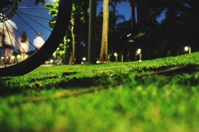 Close-up of grass in park at night