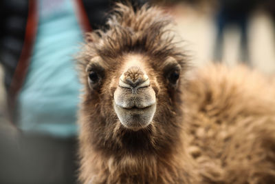 Close-up portrait of camel