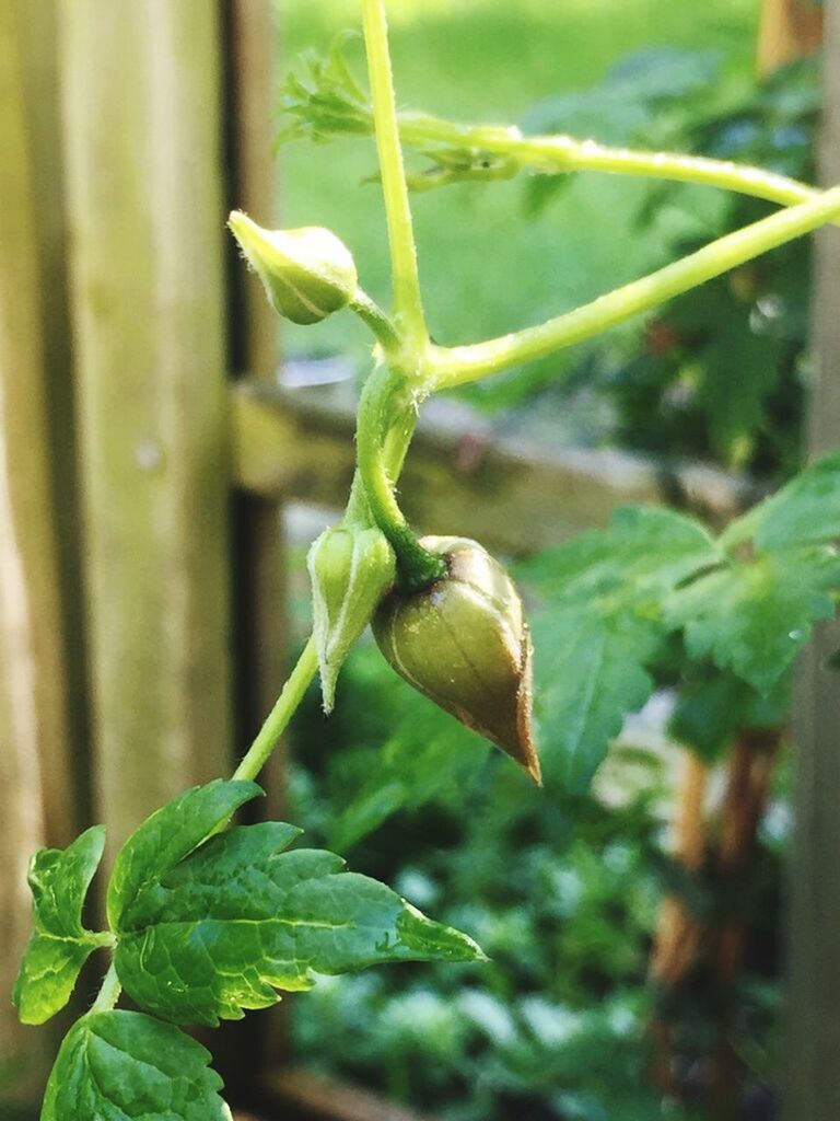 leaf, green color, growth, close-up, focus on foreground, plant, freshness, beginnings, stem, nature, new life, bud, growing, selective focus, day, green, outdoors, no people, beauty in nature, organic, botany, ripe, twig