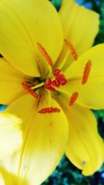 Close-up of yellow hibiscus blooming outdoors