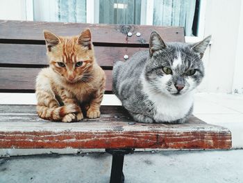 Portrait of cat sitting outdoors