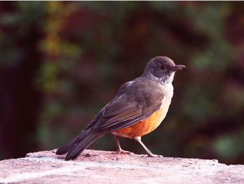 Close-up of bird perching outdoors