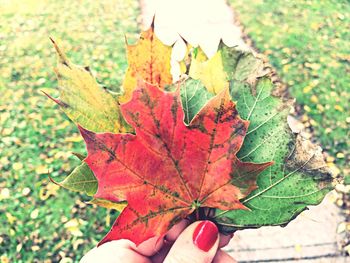 Close-up of hand holding dry leaves