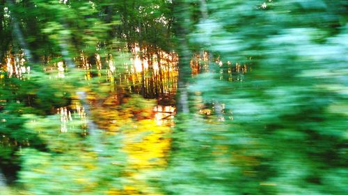 Reflection of trees in water