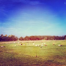 Scenic view of grassy field against sky
