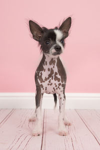 Close-up portrait of dog