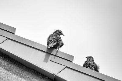 Birds perching on railing against sky